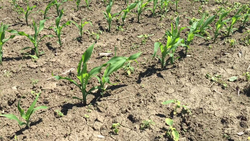 Crop report part 1